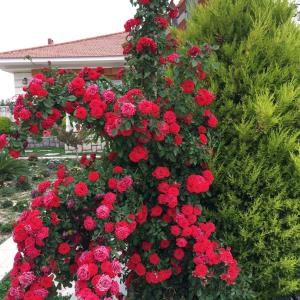 لخانه گلها و درختچه هاي فصلي و دائمي