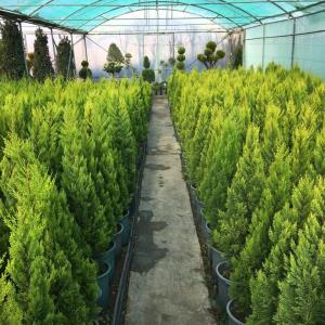گلخانه گلها و درختچه هاي فصلي و دائمي