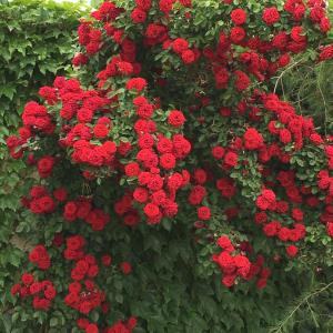 گلخانه گلها و درختچه هاي فصلي و دائمي